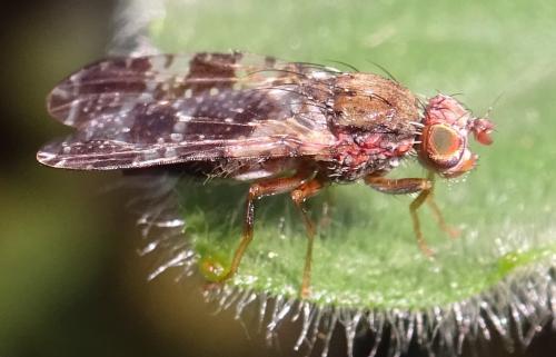 Tephritis vespertina